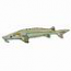 Lake Sturgeon