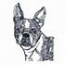 Boston Terrier