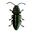 BEETLE
