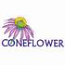Coneflower