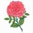 Single Rose