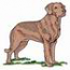 Chesapeake Bay Retriever