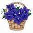 Balloon Flowers