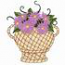 Aster