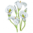 CALLA
