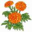 Marigolds