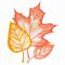 Fall Leaves