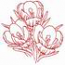 Crocus