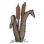 Cattails