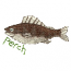 PERCH