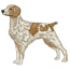 BRITTANY SPANIEL
