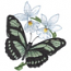 Philaethria Dido