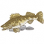 Walleye