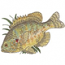 Pumpkinseed Sunfish