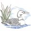 Loon Scene