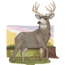 Mule Deer