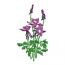 WILD IRIS