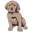 LABRADOR PUPPY