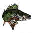 WALLEYE FISH