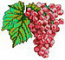 grape07